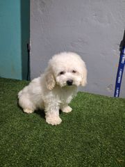 bichon frize-thumb-1