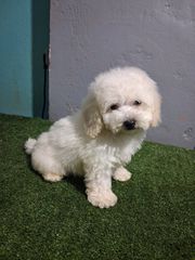 bichon frize-thumb-2