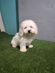 bichon frize-thumb-3