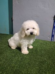 bichon frize-thumb-4