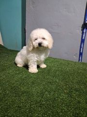 bichon frize-thumb-5