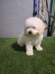 bichon frize-thumb-6