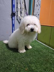 bichon frize-thumb-7