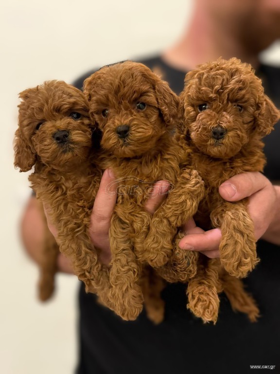 Poodle