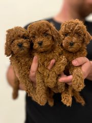 Poodle