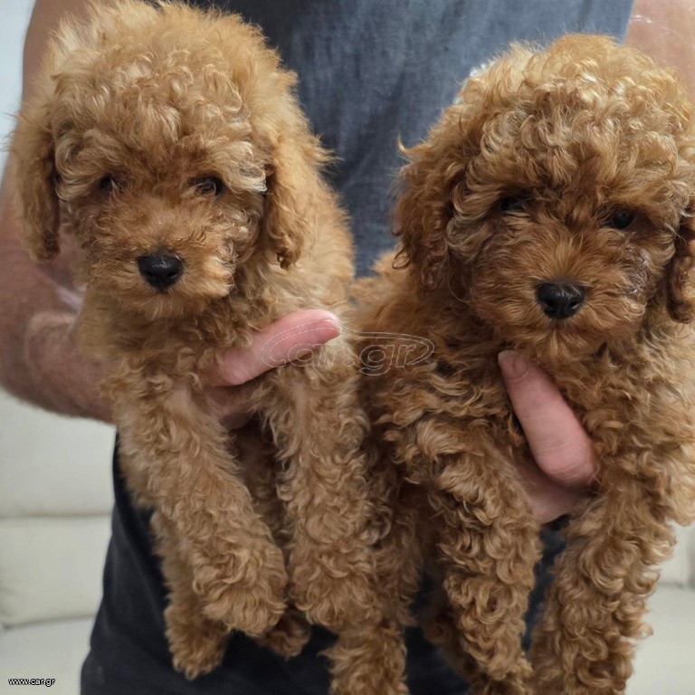 Poodle