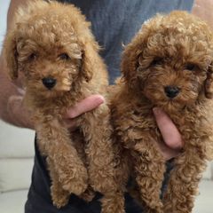 Poodle