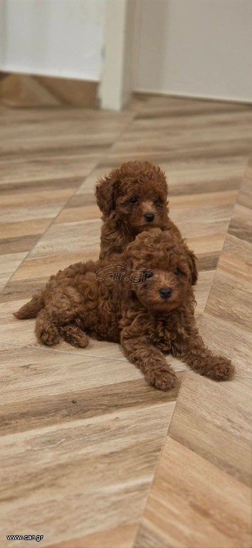 Poodle