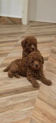 Poodle