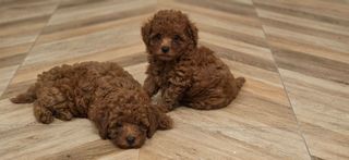 Poodle-thumb-5