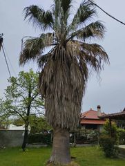 Πωλείται φοίνικας