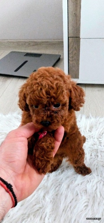 Poodle