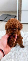 Poodle