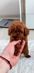 Poodle-thumb-1