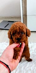 Poodle-thumb-2