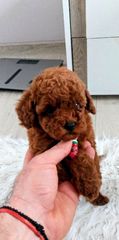 Poodle-thumb-3