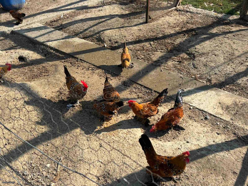 Κότες νανάκια