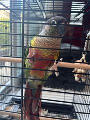Παπαγάλος Green Cheek Conure + Κλουβί με 2 ταΐστρες και ποτίστρα (Πωλείται λόγω διαμονής στο εξωτερικό)