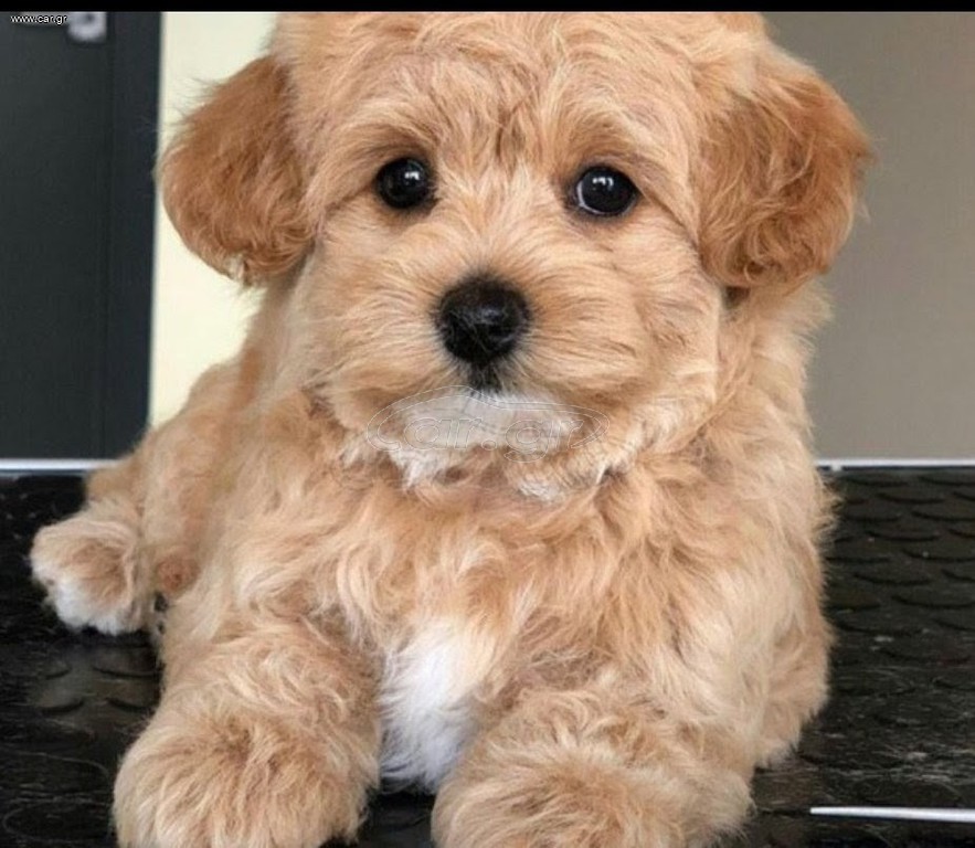 Μαλτέζ poodle Μαλτιπου