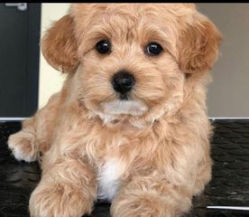 Μαλτέζ poodle Μαλτιπου