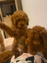 Poodle