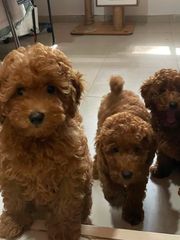 Poodle-thumb-1