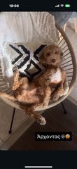 Poodle canishe