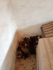 Μπράχμα και Αμεραουκανα προς πώληση