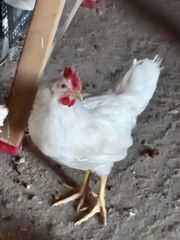 Πωλούνται 4 κοκόρια Leghorn (Λεγκόρν) 2,5 μηνών – Υγιή και ζωηρά