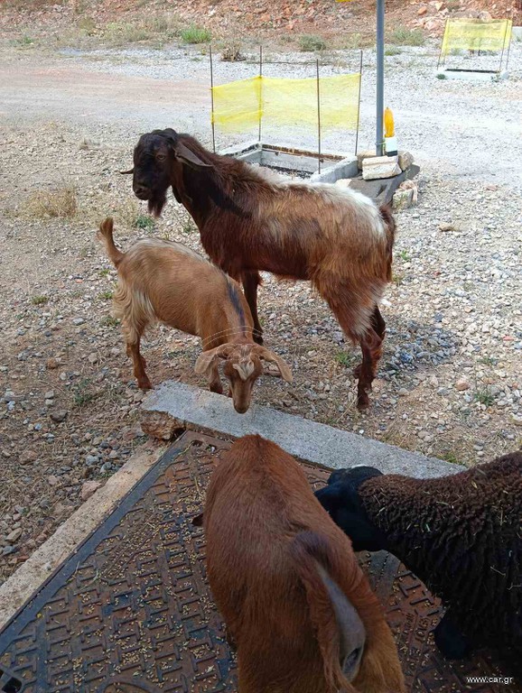 τραγος 2 ετών