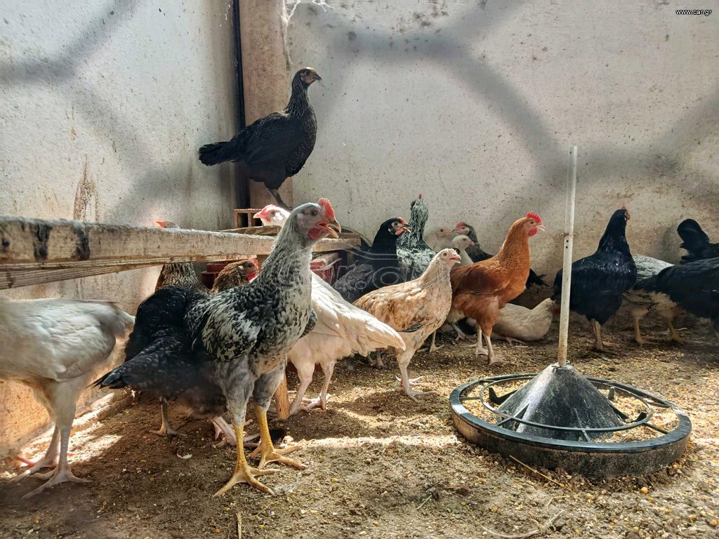 Κοτόπουλα και κοκόρια!