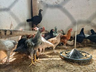 Κοτόπουλα και κοκόρια!