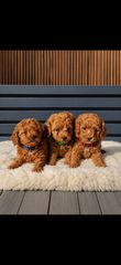 Poodle toy με πλήρης πιστοποιητικά
