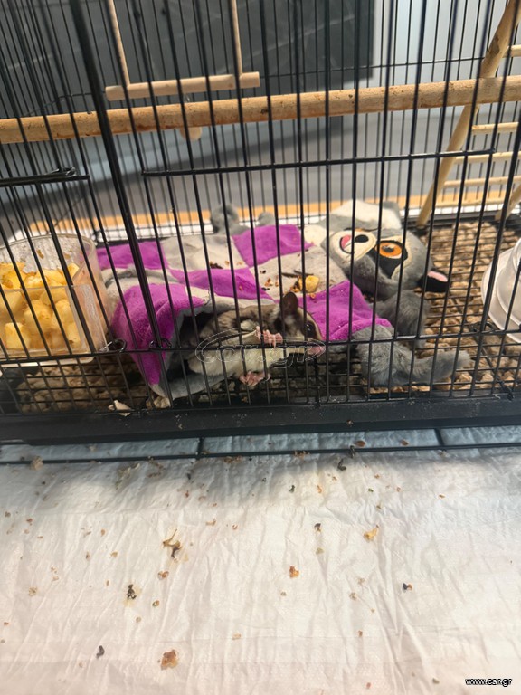 Sugar glider