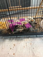 Sugar glider