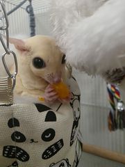 Sugar glider-thumb-1