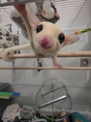 Sugar glider-thumb-2