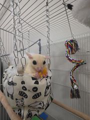 Sugar glider-thumb-3