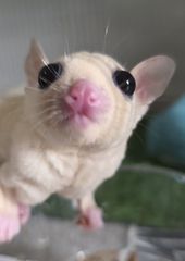 Sugar glider-thumb-4