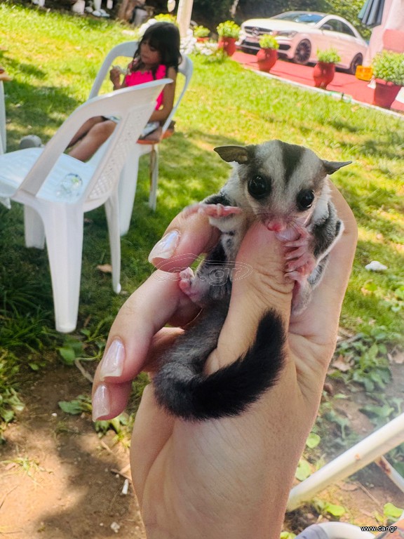 Sugar Glider - Ιπταμενο σκιουράκι