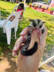 Sugar Glider - Ιπταμενο σκιουράκι