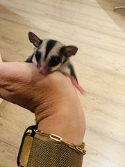 Sugar Glider - Ιπταμενο σκιουράκι-thumb-2