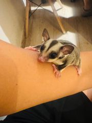 Sugar Glider - Ιπταμενο σκιουράκι-thumb-3