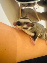 Sugar Glider - Ιπταμενο σκιουράκι-thumb-4