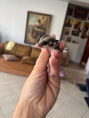 Sugar Glider - Ιπταμενο σκιουράκι-thumb-5