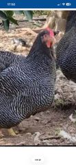 LEGOR λευκες πουλαδες κοτες-thumb-4