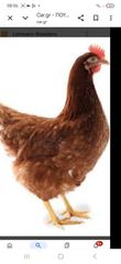 LEGOR λευκες πουλαδες κοτες-thumb-1