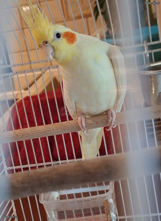 Cockatiel 4 μηνων