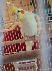 Cockatiel 4 μηνων