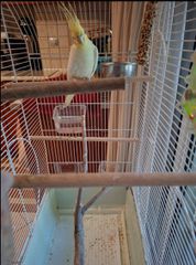 Cockatiel 4 μηνων-thumb-1